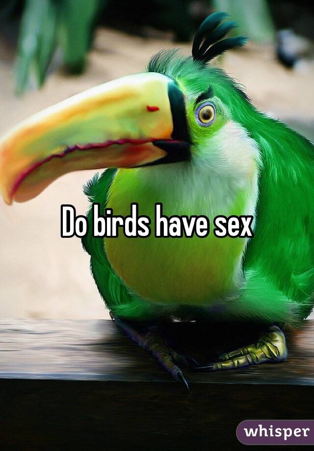 How do bird have sex